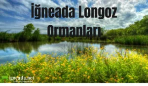 İğneada Longoz Ormanları: Neden Bu Gizli Cenneti Keşfetmelisiniz? 1