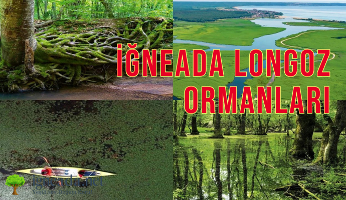 İğneada Longoz Ormanları 2025 Rehber