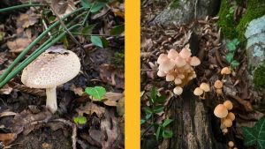 İğneada mantar toplama